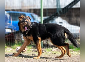 BATMAN-schüchterner Held auf 4 Pfoten sucht dich und sein Zuhause