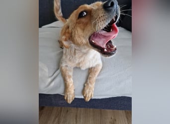 Kleine Zaubermaus Amali(1 Jahr/35 cm/9 kg) sucht liebevolles Zuhause
