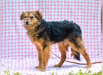 MIRO ca. 4 J. schüchterne Collie-Spanielmixrüde sucht...