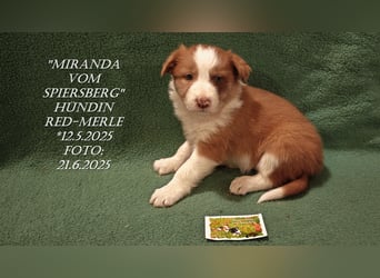 Border Collie-Welpen , black-,choco-,red-white und red-,black-merle
