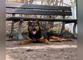 BATMAN-schüchterner Held auf 4 Pfoten sucht dich und sein Zuhause