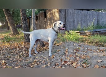 White-DG, süße Schnute sucht Sofa!