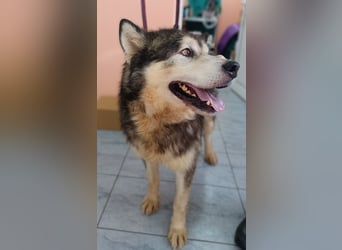 großer Husky Mischlings-Rüde Atlas sucht ein Zuhause