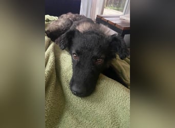 Laroche - Dein neuer bester Hundekumpel (32051 Herford)