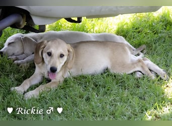 Ralfie, Roberta, Robbie und Rickie suchen eine Familie