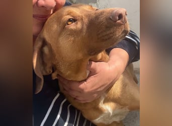 Laika - Vizsla Mix Schönheit sucht ihre Menschen