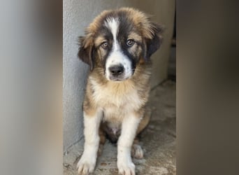Kroos, geb. ca. 03/2024, lebt in GRIECHENLAND, im städt. Tierheim Serres
