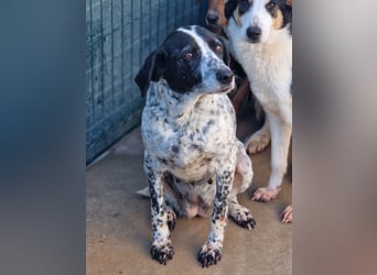 liebe Pointer Mischlings-Hündin Luna sucht ihre Menschen