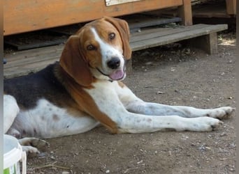 Beagle-Mix Pablito - verspielt und freundlich
