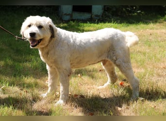 Charlie ist ein absolut liebenswerter rumänischer Schäferhund