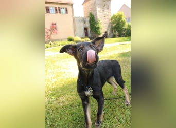 Oskar - in 71540 Murrhardt auf Pflegestelle