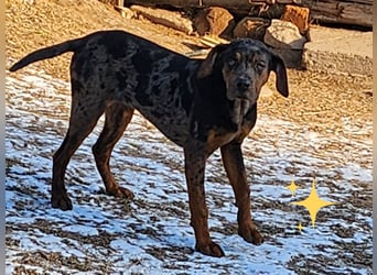 Louisiana Leopard - Catahoula