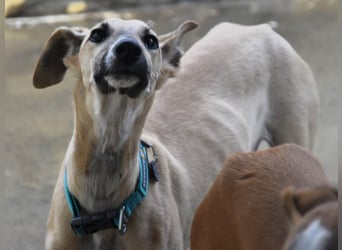 Kronos 07/2024 (ESP) - neugieriger und sanfter, zuckersüßer Galgo Welpe!
