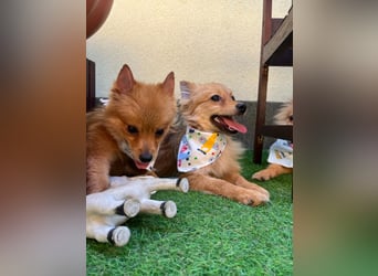 Charlie SR - Kuschelspitz mit großem Nachholbedarf