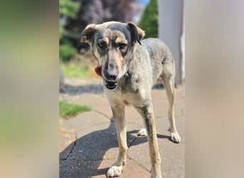Nadja - freundliche, verspielte Schäferhund-Mix Hündin / Pflegestelle in 38...Remlingen