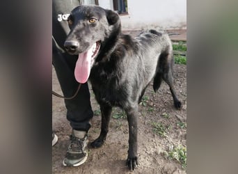 Traum-Hund Gris sucht seine Familie