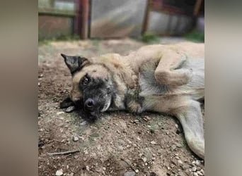 Jessica - ruhige, freundliche Kangal-Mix-Hündin / z.Zt. noch in Rumänien