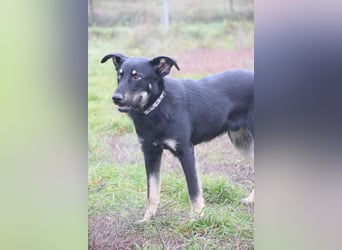 Dobby - freundlicher, menschenbezogener, verschmuster Junghund