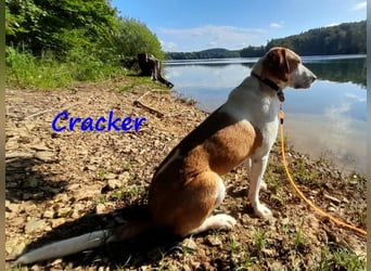 Cracker 10/2021 (in Deutschland) - verschmuster und treuer Rüde!