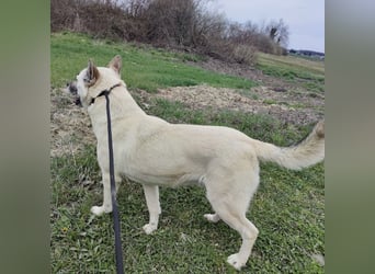 Balto ein großer braver Bub