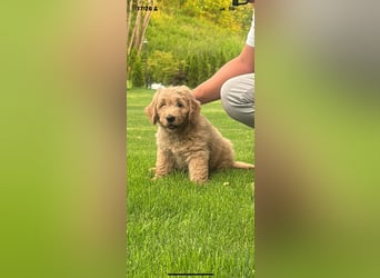 Goldendoodle mini Medium Doodle Abgabe an Pfingsten