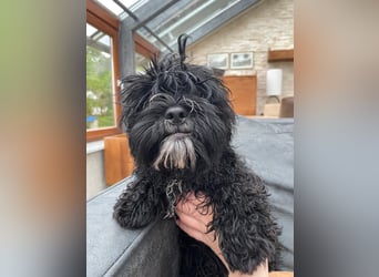 Shih Tzu - Pudelmischlingswelpen abzugeben