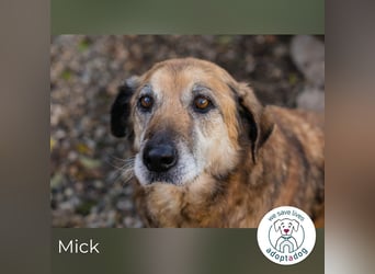 Mick: Sanfter Senior mit Charme