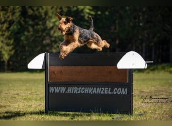 Typvolle Airedale Terrier Welpen aus Leistungszucht VDH/KfT
