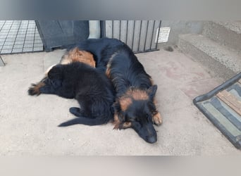 Langstockhaar Schäferhund  Rüde