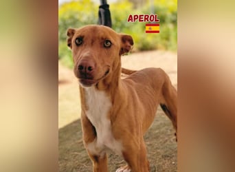 Aperol,geb.06/20,lieber Podenco Rüde sucht seine Familie