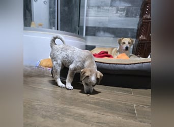 Jake, Rüde, aktuell 5 Monate, Größe noch nicht bekannt