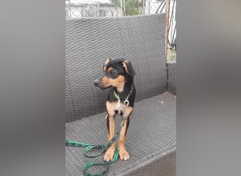 Hundewelpe Leno