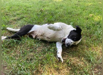 Rollihund FELIX - der hübsche, lebensfrohe Rüde sucht ein liebevolles Für-Immer Zuhause