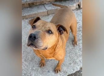 Piti-Mix-Mädchen ♥Liv♥ Vermittlung nach CH-A-NL-B