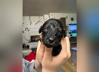 Welpen Pudel , Toypudel , Minipudel