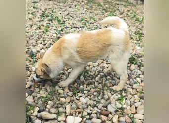 LEILA sucht eine Familie