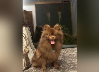 Lio - ist aktiv und liebt Ball spielen