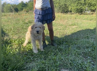Jackline, süße Briard Hündin sucht …..