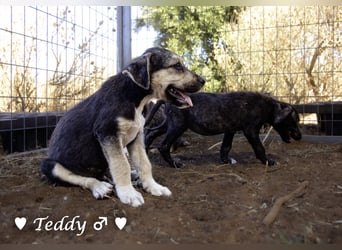 Teddy und seine Geschwister suchen ab September ein Zuhause