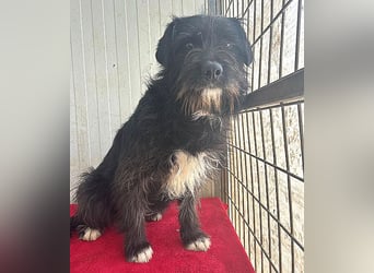 zarte Hundeseele KIMANI - 1,5 Jahre, 40cm/12kg, kl. Schnauzer-Mix