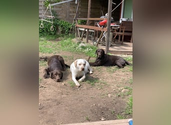 Labrador