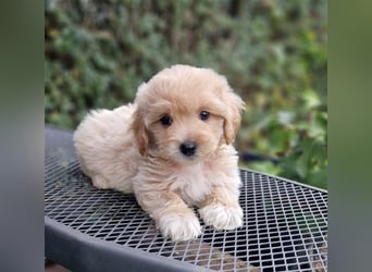 Maltipoo Welpe