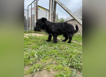 Alf LM – Fröhlicher kleiner Schatz sucht sein großes Glück