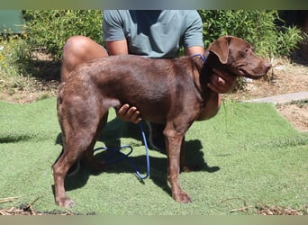 Zoe, Labrador-Mix, lieb und sozial