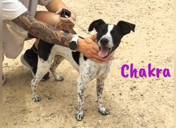 Chakra geb. 01/2025 (ESP) - sympathische und fröhliche Pointer-Bodeguero-Mix Welpin!