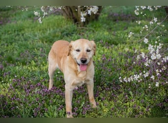 Sam - treuer Labrador-Mix sucht neues Glück! Zuhause oder Pflegestelle zum 24.05.2025 gesucht!
