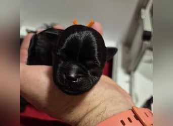 Affenpinscher Welpen WT 11.04.2025
