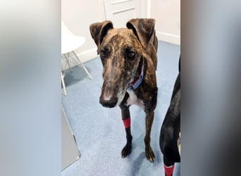 Roncel – freundlicher Galgo-Bub mit Köpfchen und Charme!