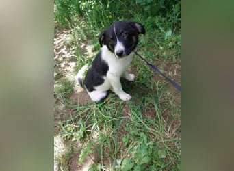 Hundekind „Minou“, ausreisebereit Ende Juni 2025, sucht Familie