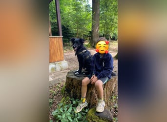 Hütehund Mischling Daios sucht eine liebe Familie
